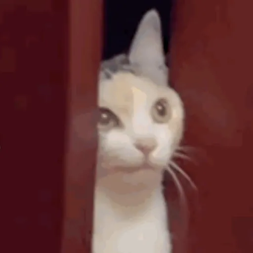 BOMBASTIC SIDE EYE 9
