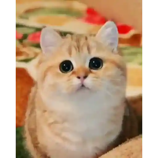 Gatos Gifs 17