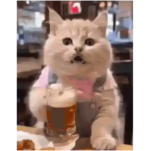 GATOS RANDOM - PARTE 21 22