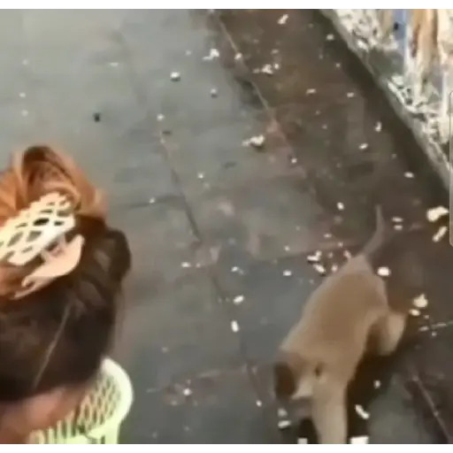 Macaco gif 3