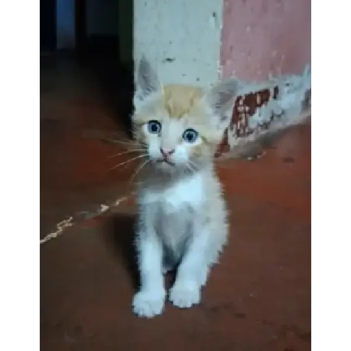 GATOS RANDOM - PARTE 21 27