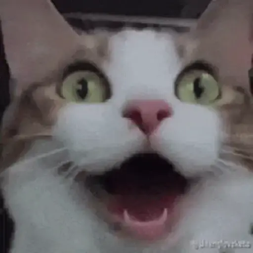 Gatinhos 2 12