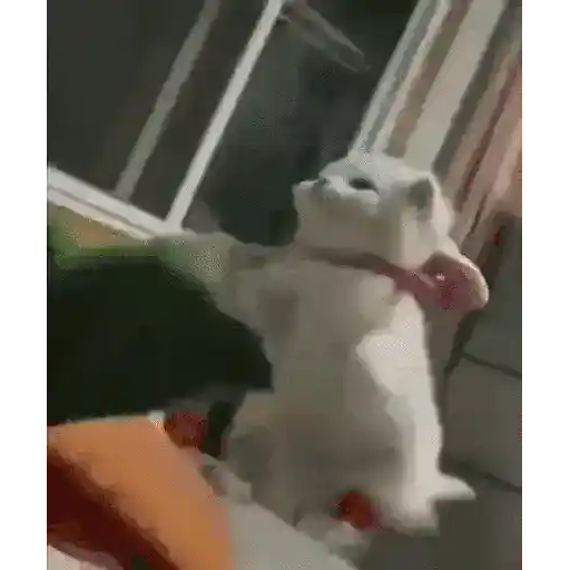 GATOS RANDOM - PARTE 21 2