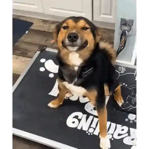 💖Perritos lindos💖 2
