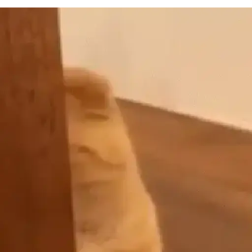 Gatos tiernos❤️ 24