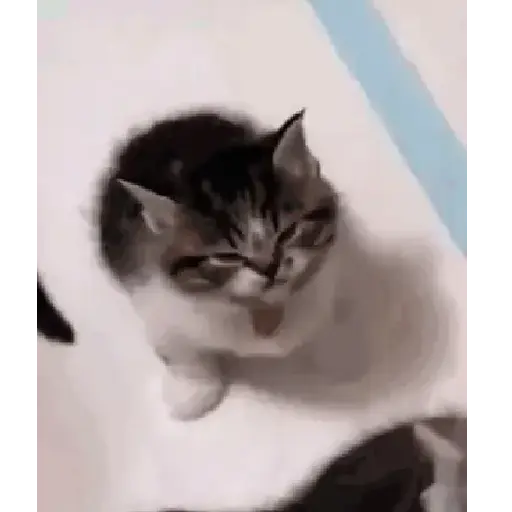 Gatinhos 2 16