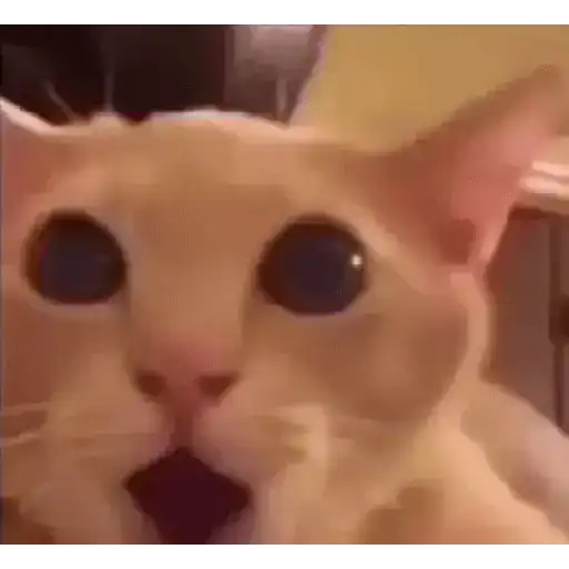Gatinhos 2 10