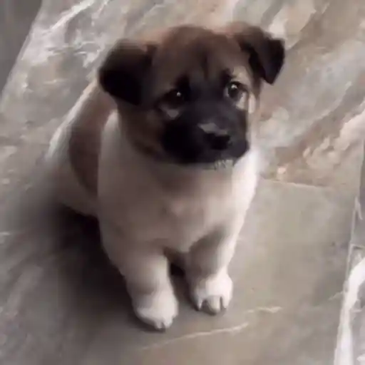 💖Perritos lindos💖 3