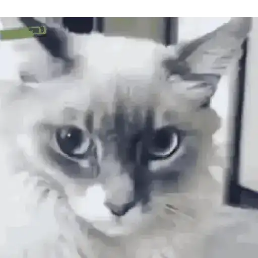 Gatinhos 2 7