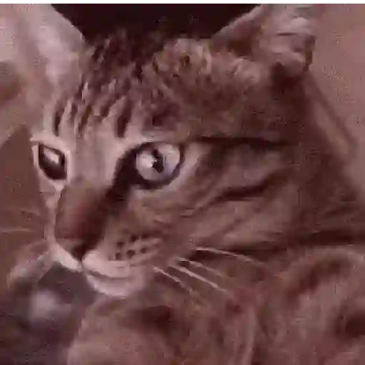 Gatinhos 2 20