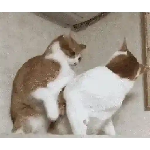 Gatos tiernos❤️ 27