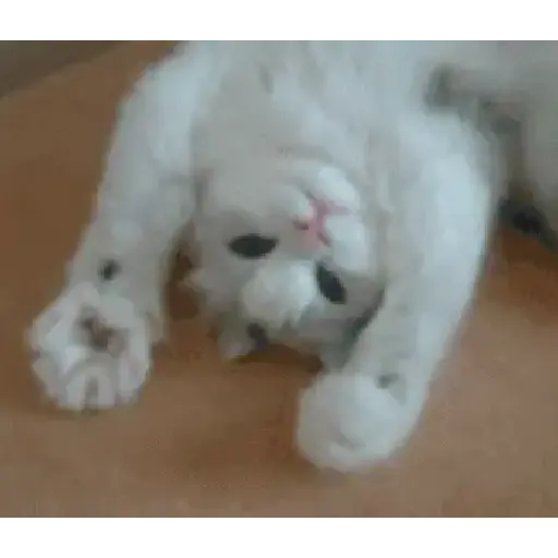 Gatinhos 2 23