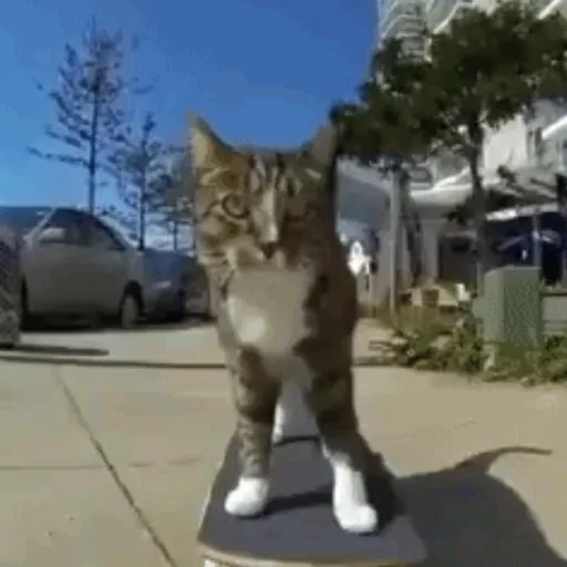 Skateboard 2023 1