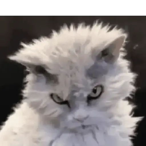 Gatinhos 2 6