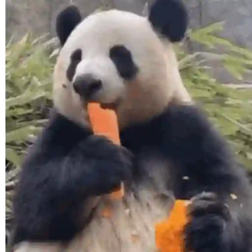 Panda 8