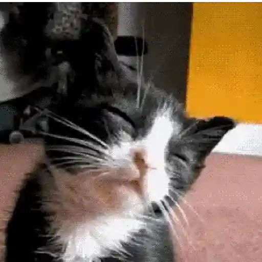 Gatinhos 2 22