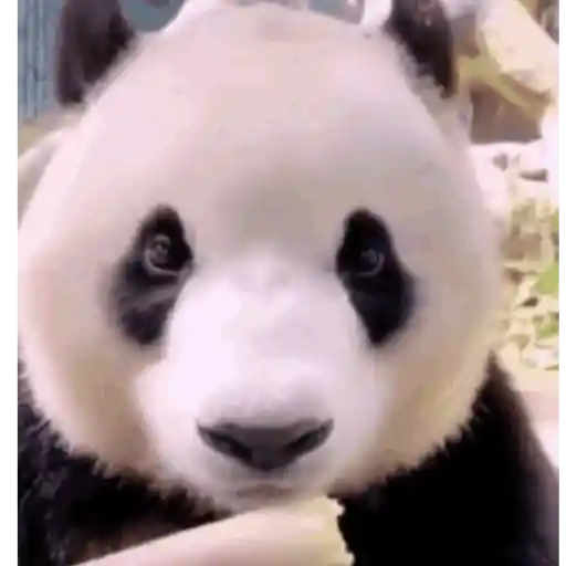 Panda 6