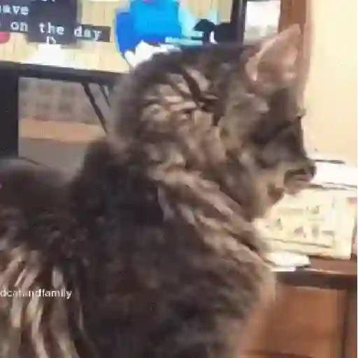 Gatinhos 2 24