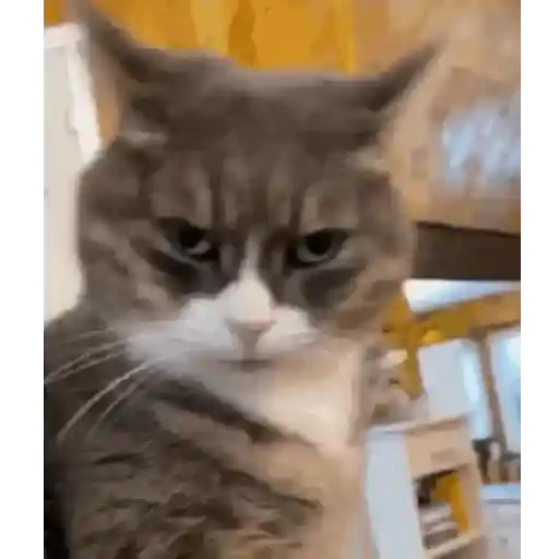 Gatinhos 2 17
