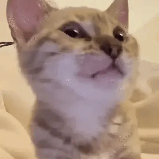 GATOS RANDOM - PARTE 21 12