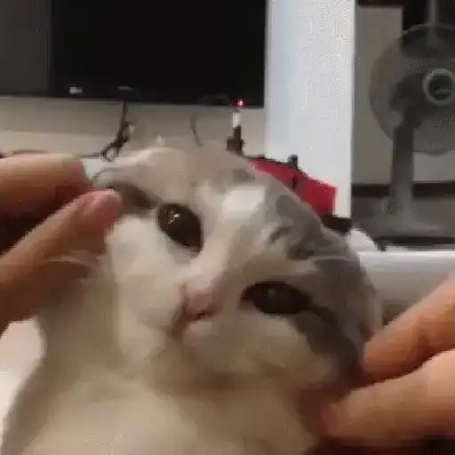 Gatos tiernos❤️ 23