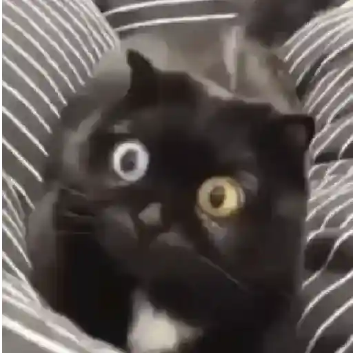 Gatinhos 2 21