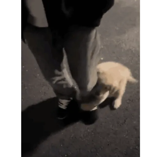 💖Perritos lindos💖 4
