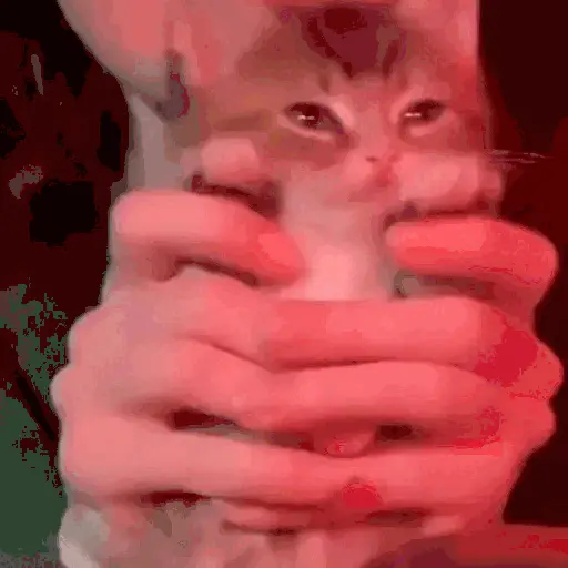 GATOS RANDOM - PARTE 21 13