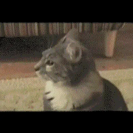 GATOS RANDOM - PARTE 21 18