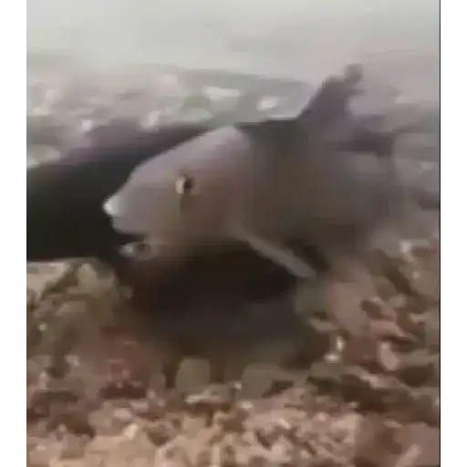Gifs 12