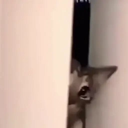 Gatinhos 2 25