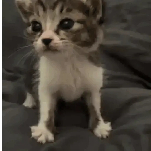 GATOS RANDOM - PARTE 21 11