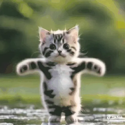 GATOS RANDOM - PARTE 21 14