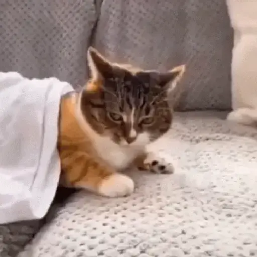 Gatos tiernos❤️ 2