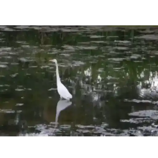 Aves 1