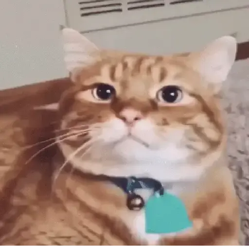 Gatos tiernos❤️ 26