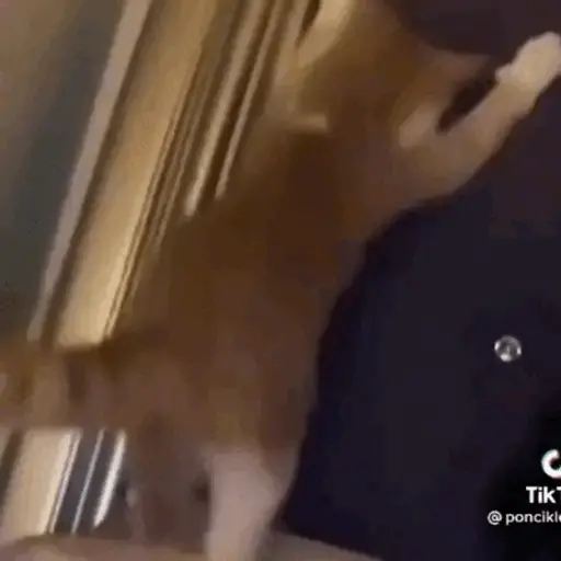 GATOS RANDOM - PARTE 21 7
