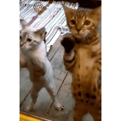Gatos tiernos❤️ 25