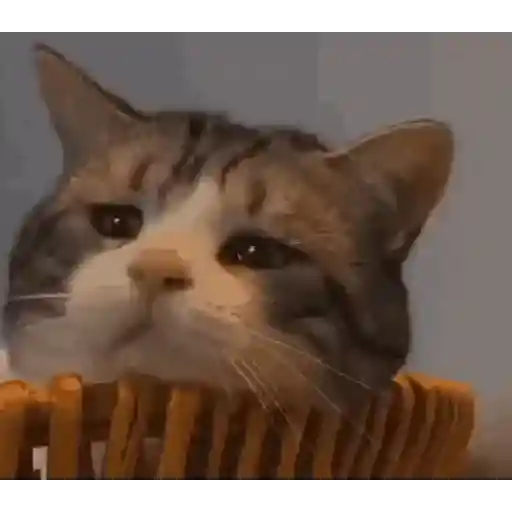 Gatinhos 2 15
