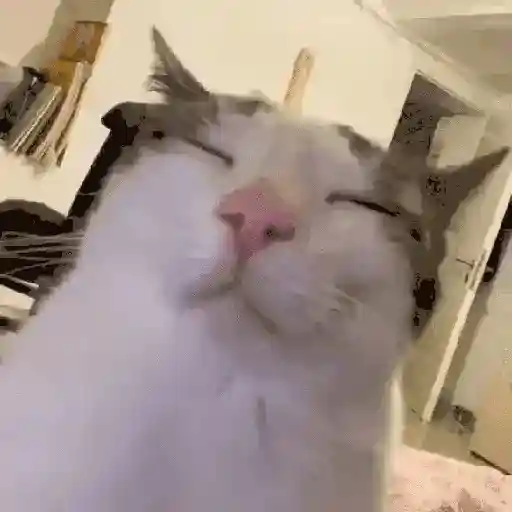 GATOS RANDOM - PARTE 21 4