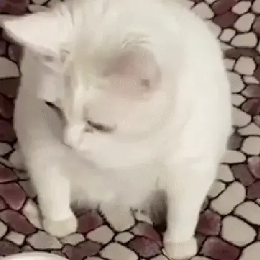 Gatinhos 2 13