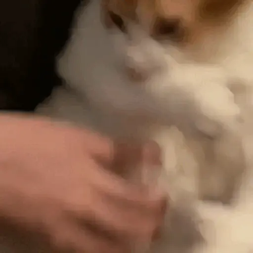 GATOS RANDOM - PARTE 21 17