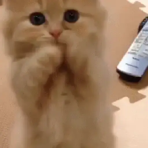 Gatos tiernos❤️ 1
