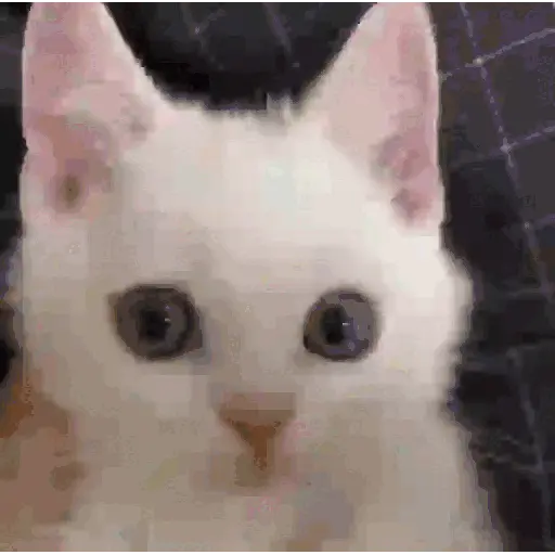 GATOS RANDOM - PARTE 21 8
