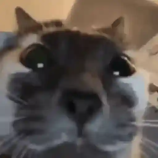 Gatinhos 2 8