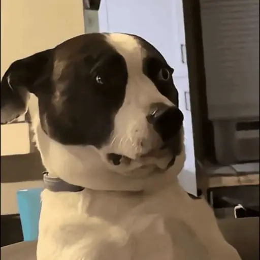 💖Perritos lindos💖 6