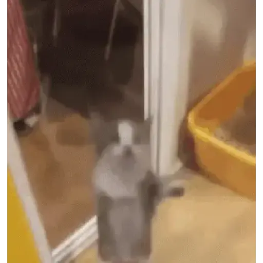 Gatinhos 2 5