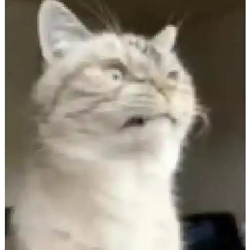 Gatinhos 2 14