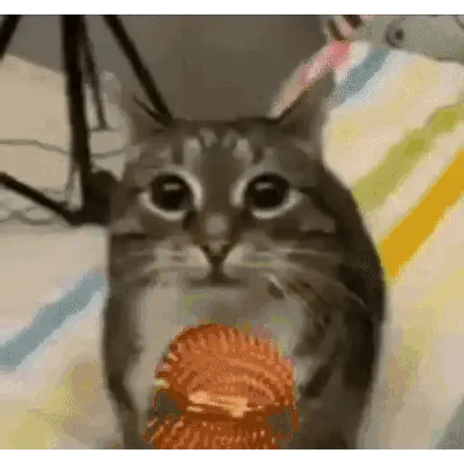 GATOS RANDOM - PARTE 21 16