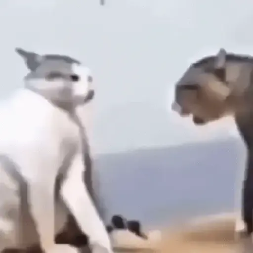 Gatinhos 2 18